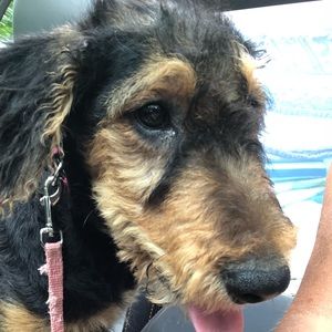 Meet your Posher, Toni